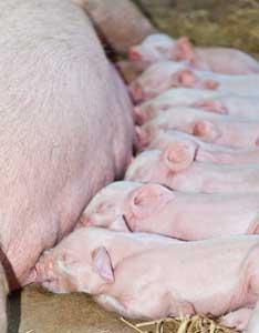 Factory Farming Plowing Over Family Farms Image